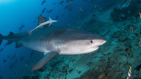 Tiger sharks, one of Australia's primary predators, may help ecosystems respond to extreme climate events. 