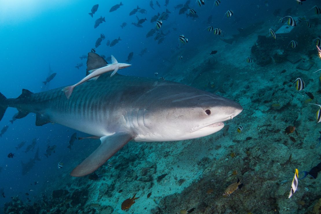 A tiger shark glides along in Beqa Lagoon in the Fiji Islands. 