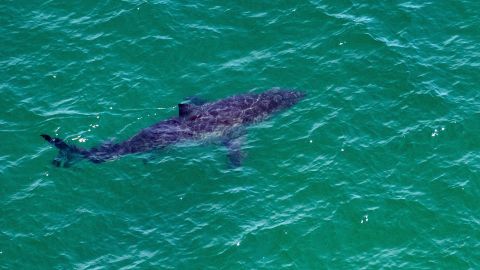 A great white shark swims approximately 164 feet (50 meters) off the coast of the Cape Cod National Seashore in Massachusetts on July 15.