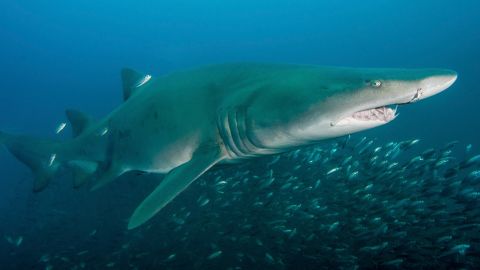 Off the coast of North Carolina, a sand tiger shark swims above cigar minnows. Bait fish are abundant, thanks to warm ocean currents from the Gulf Stream, said Gavin Naylor of the University of Florida.