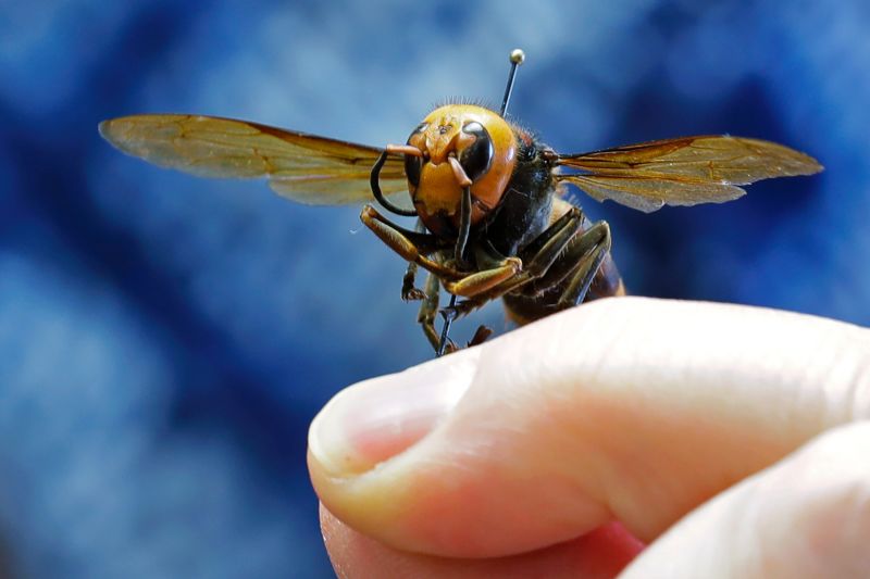 Invasive Species 'murder Hornet' Gets A New Common Name | CNN