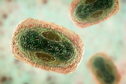 This illustration shows monkeypox virus particles, which are composed of a DNA genome surrounded by a protein coat and lipid envelope. 