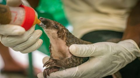 A pangolin being bottle fed at the sanctuary.