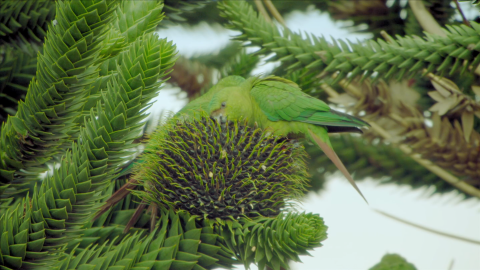 Austral parakeets love to feast on the pine nuts of monkey puzzle trees in South America's Patagonia.