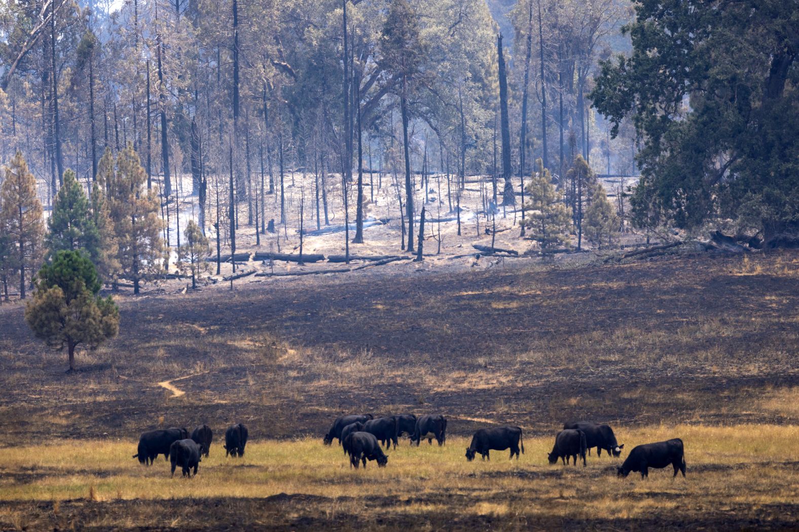Cattle graze in a meadow surrounded by smoldering tree trunks near Mariposa, California, on Monday.