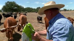 Wade Maierhofer, a fourth-generation rancher in Texas, feeds cattle from a vehicle 