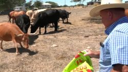 farmers sell cattle