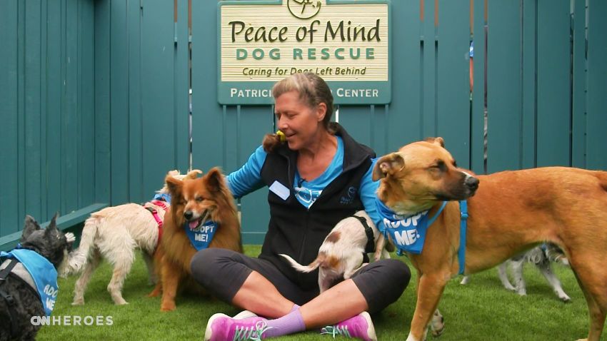 carie broecker with dogs cnnheroes