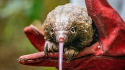 libassa wildlife sanctuary liberia pangolin 1 story glove restricted 