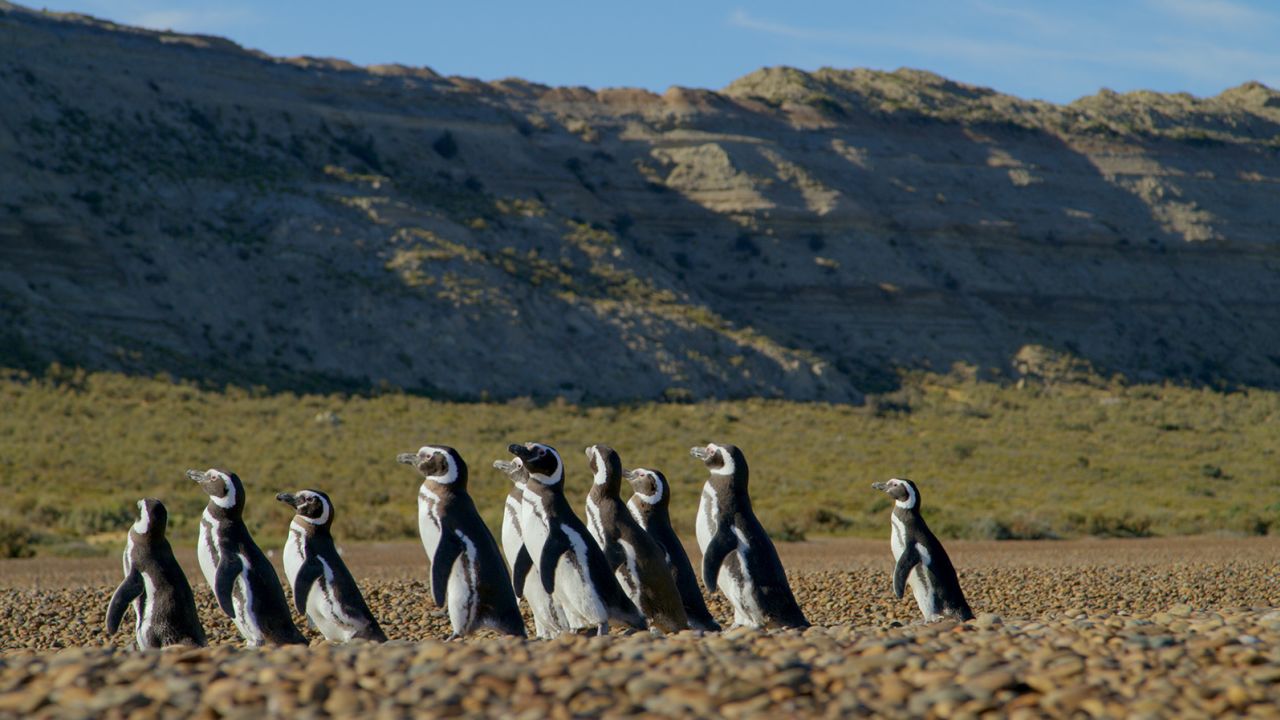 Magellanic penguins walk across the beach at Estancia el Pedral in Punta Ninfas, Argentina.
