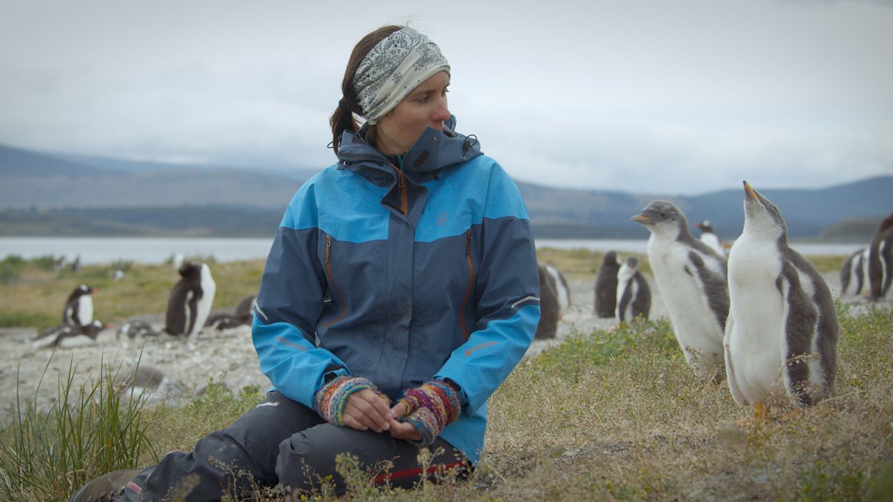 Marine biologist Andrea Raya Rey sits with gentoo penguins at Estancia Harberton in Tierra del Fuego, Argentina.