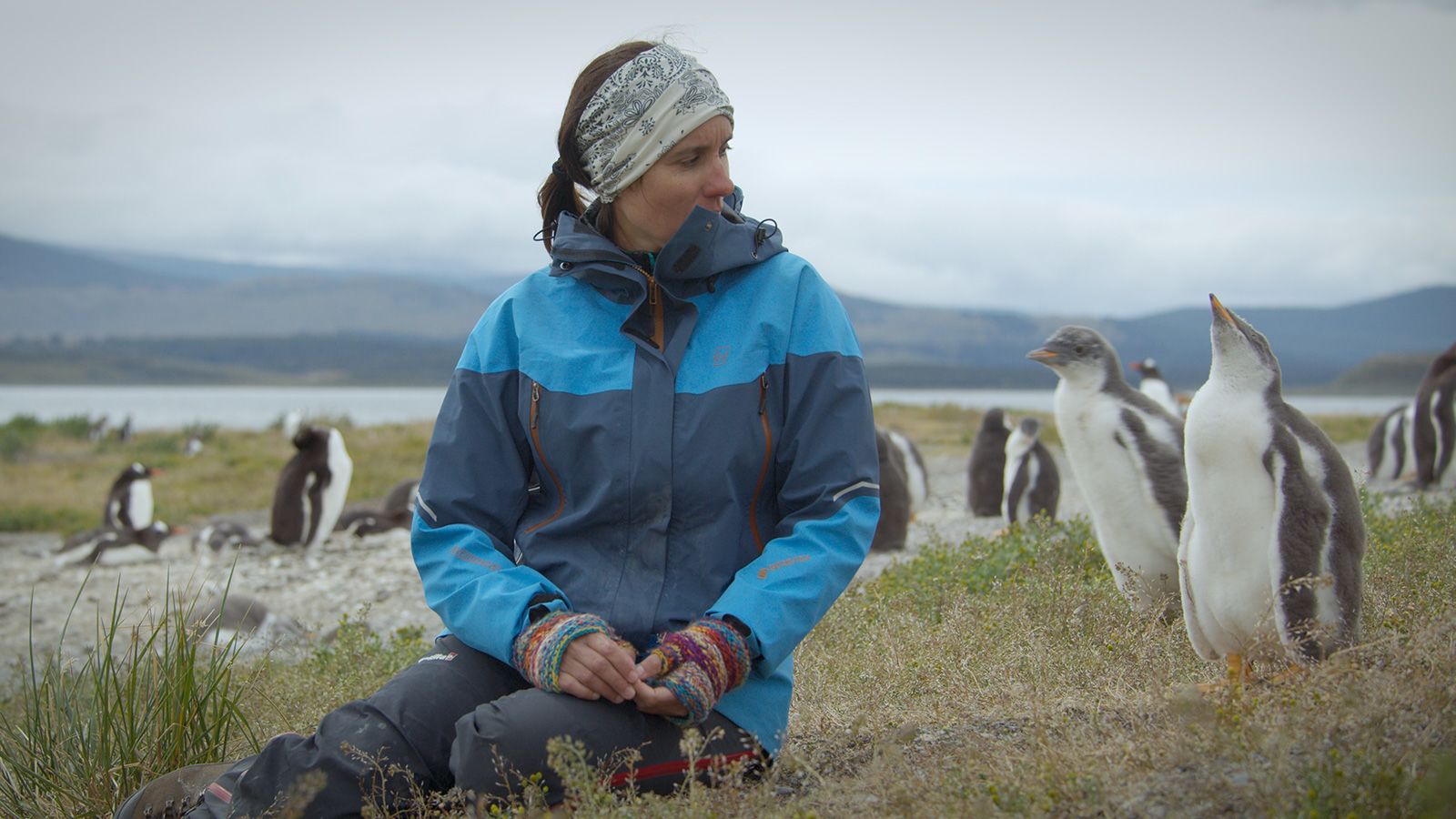Tulipaner Anvendelse Tegne forsikring Meet the adorable penguins living across Patagonia | CNN