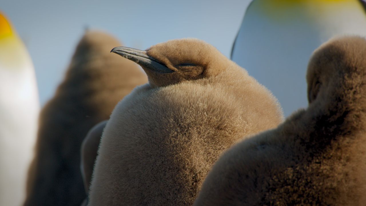 A king penguin chick huddles with its colony.