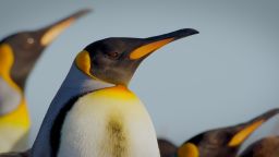 PATAGONIA_Far South_Two King Penguins close up