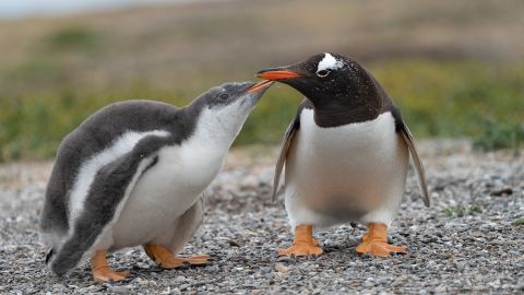 (From left) A gentoo penguin chick and an adult reunite after a foraging trip.