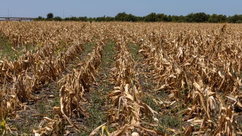 Corn crops that died due to extreme heat and drought are seen in Austin, Texas, on July 11, 2022.