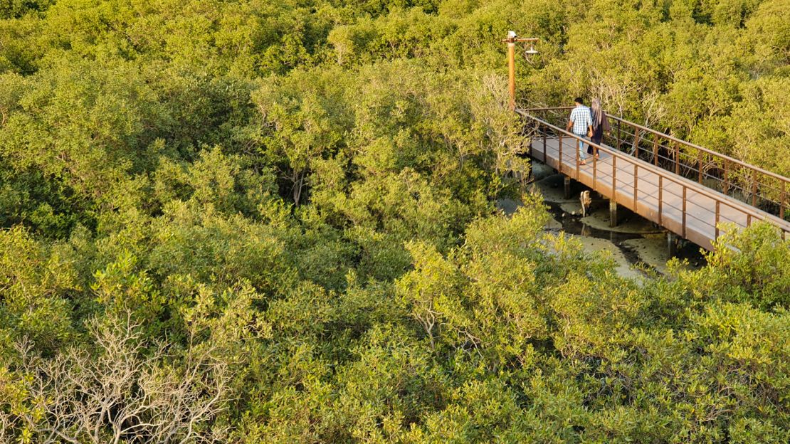 The Jubail Mangrove Park is an unexpected green escape from the deserts of Abu Dhabi.