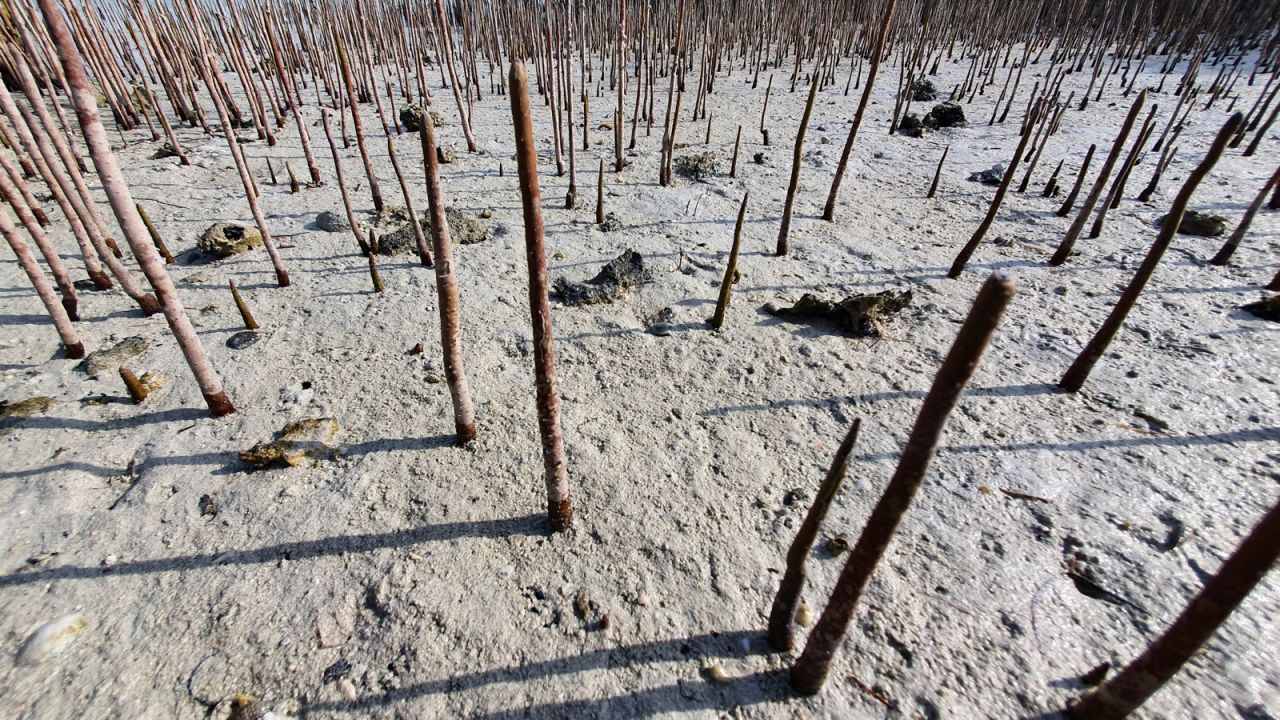 <strong>Root maneuvers: </strong>Mangroves lay down extensive root networks, including these pneumatophores which act as a kind of snorkel, poking above water level. 