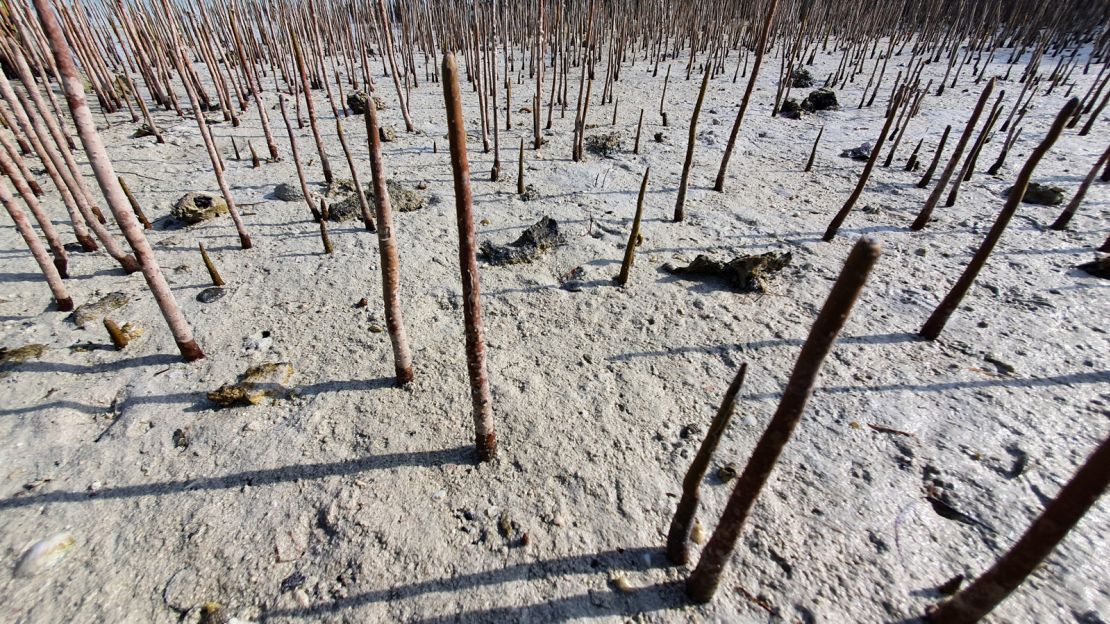 The gray mangrove roots sprout mini-forests of tubes which poke above water allowing the plant to breathe.