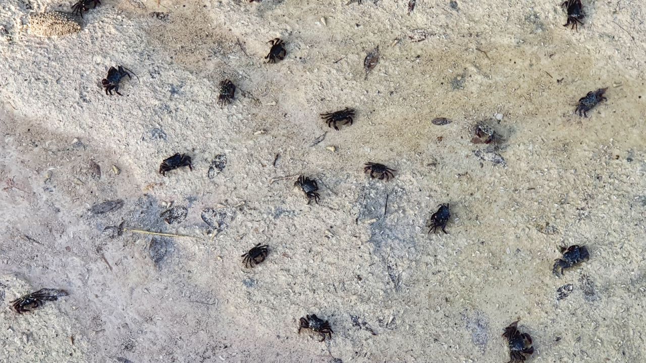 <strong>Pincer movements:</strong> Legions of tiny black crabs live symbiotically with the mangroves, munching on leaves and helping break up the dense sediment to enable root growth. 
