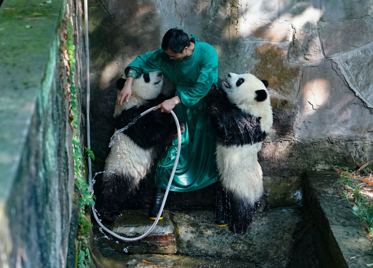 Twin giant pandas are cooled off with water at the Chongqing Zoo in China on Tuesday, July 26.