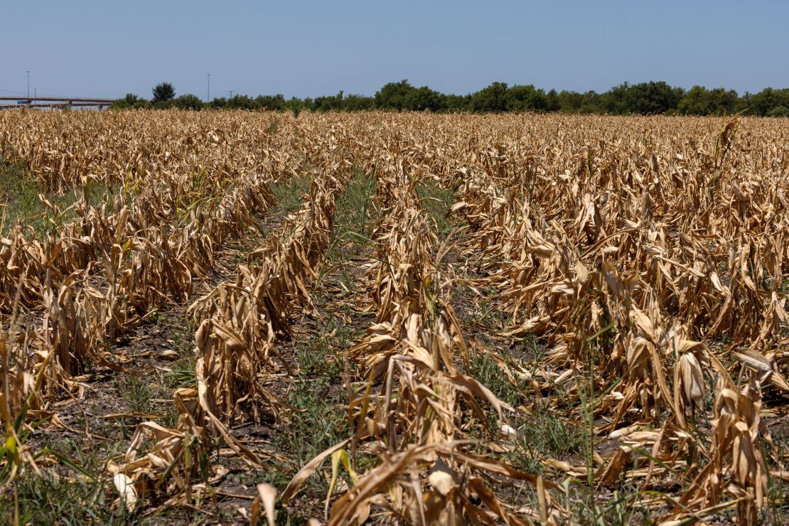 Corn crops that died due to extreme heat and drought during a heatwave in Austin, Texas. 