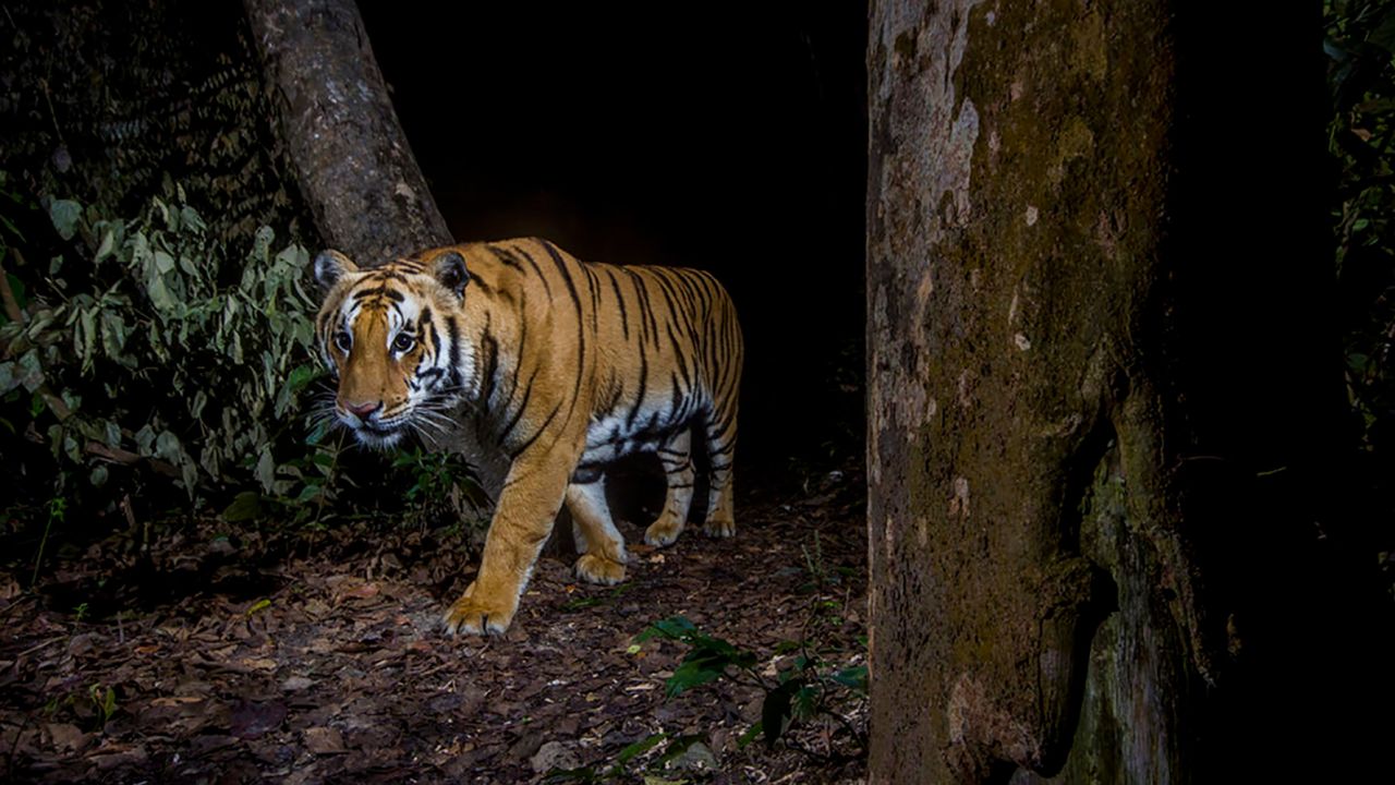 A tiger in Bardia National Park, Nepal is photographed by a motion-triggered hidden camera.