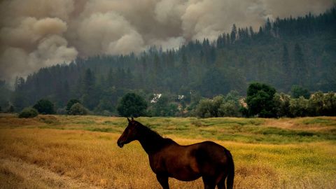 A horse grazes in a pasture as the McKinney Fire burns Saturday in Klamath National Forest. 