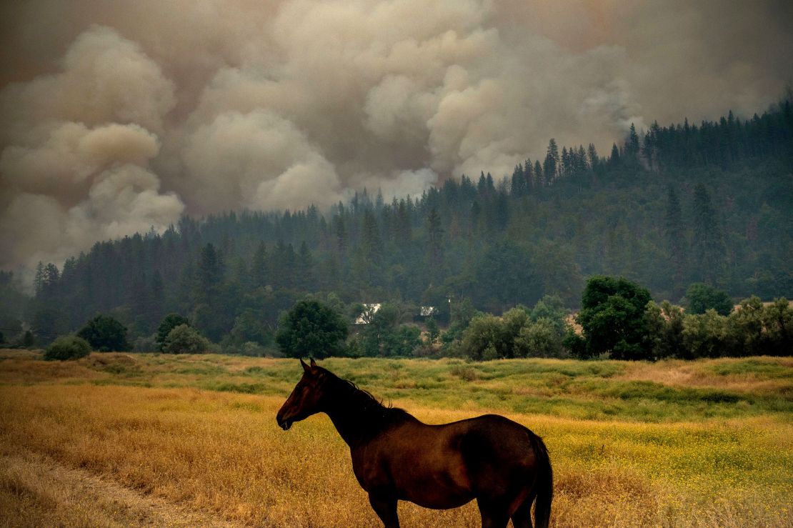 A horse grazes in a pasture as the McKinney Fire burns in Klamath National Forest in California on Saturday.