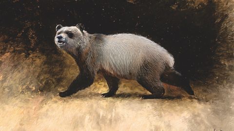 Europe ancient panda