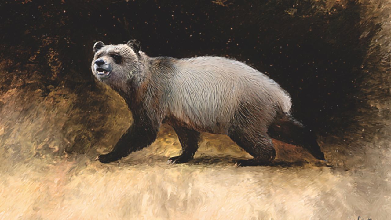 Shown here is an artist's reconstruction of the ancient panda by Velizar Simeonovski. 