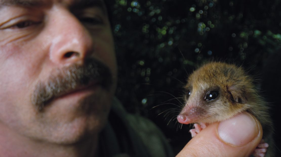 Biologist Roberto Nespolo of Austral University of Chile holds a monito del monte, a forest-dwelling marsupial that is native to Patagonia in South America. 