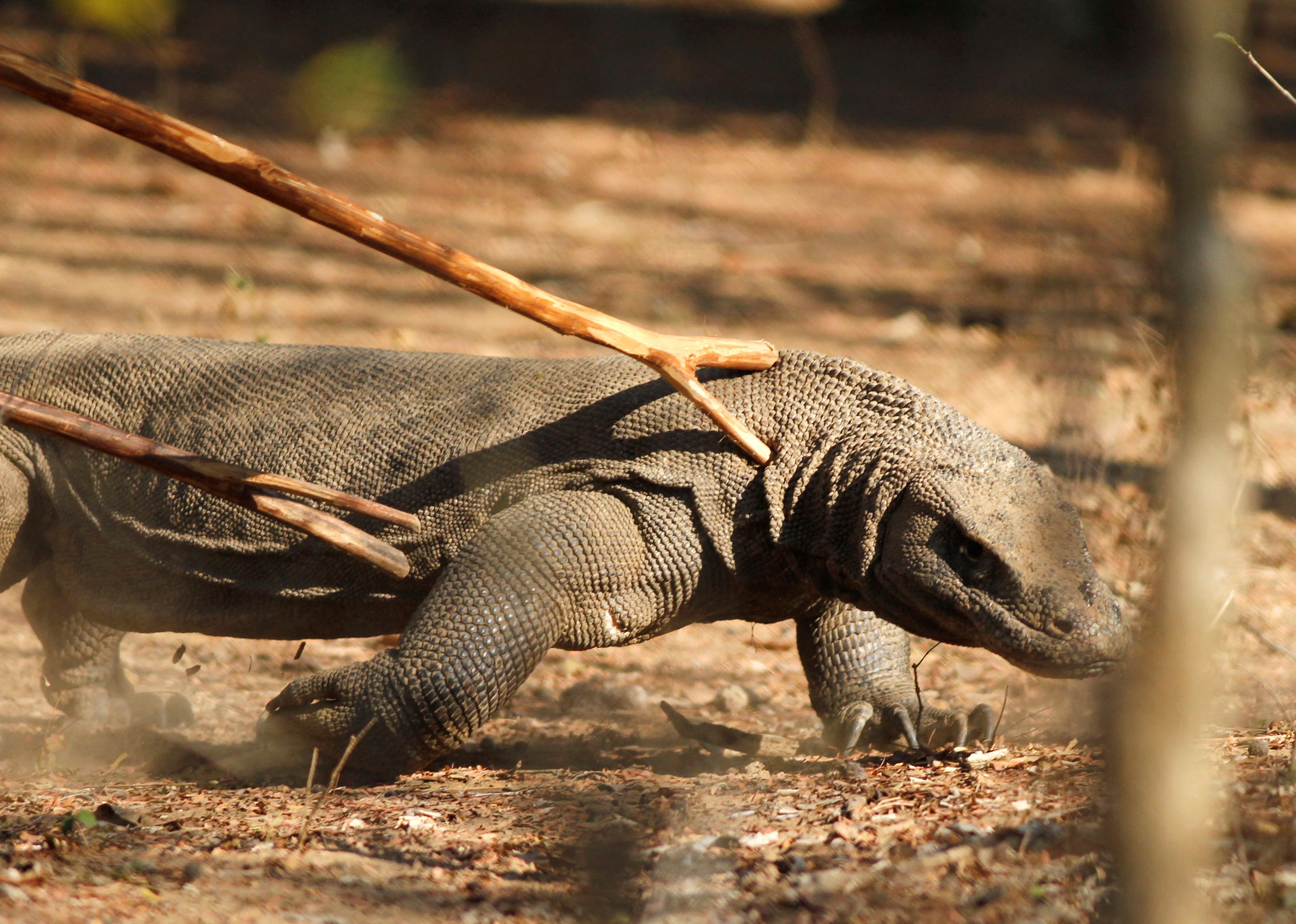 Seeing Komodo dragons now costs $250 and tourism workers are striking over  it | CNN