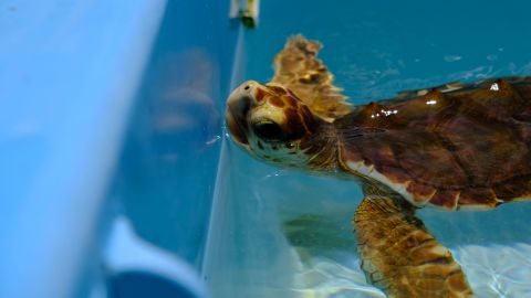 A loggerhead turtle swims at the Turtle Hospital.