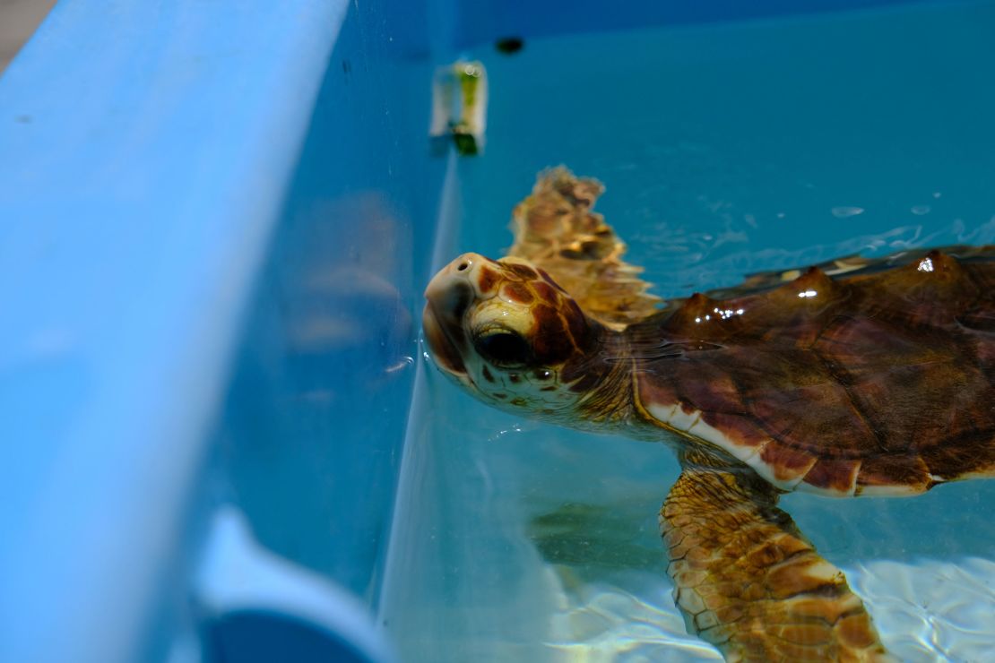 A loggerhead turtle swims at the Turtle Hospital.