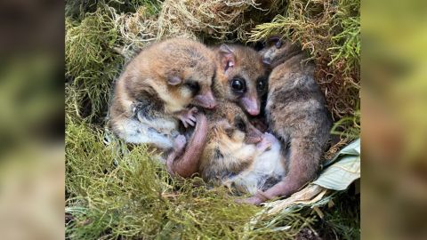 Monitos (Dromiciops gliroides) hibernate together in a nest.