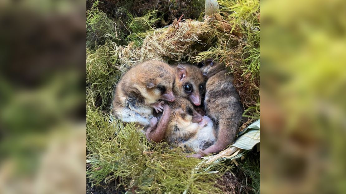 Monitos (Dromiciops gliroides) hibernate together in a nest. 