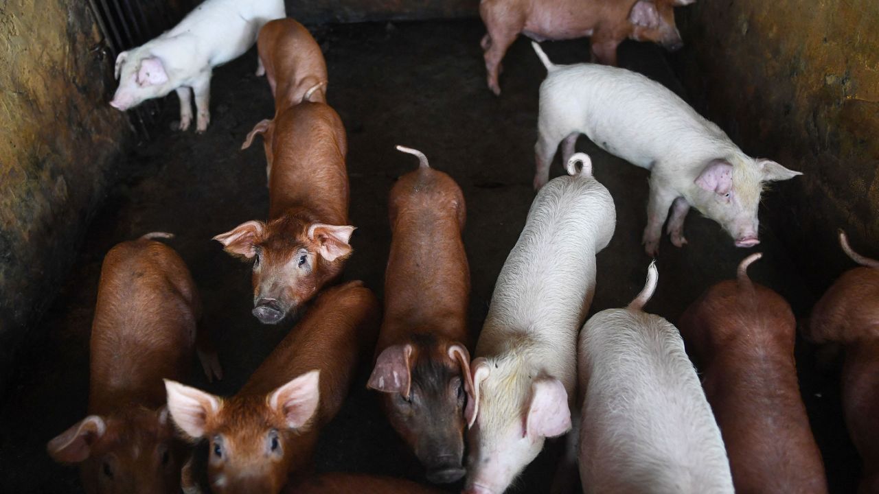 Pigs are seen in a pen in a farm on the outskirts of Hanoi on June 2.