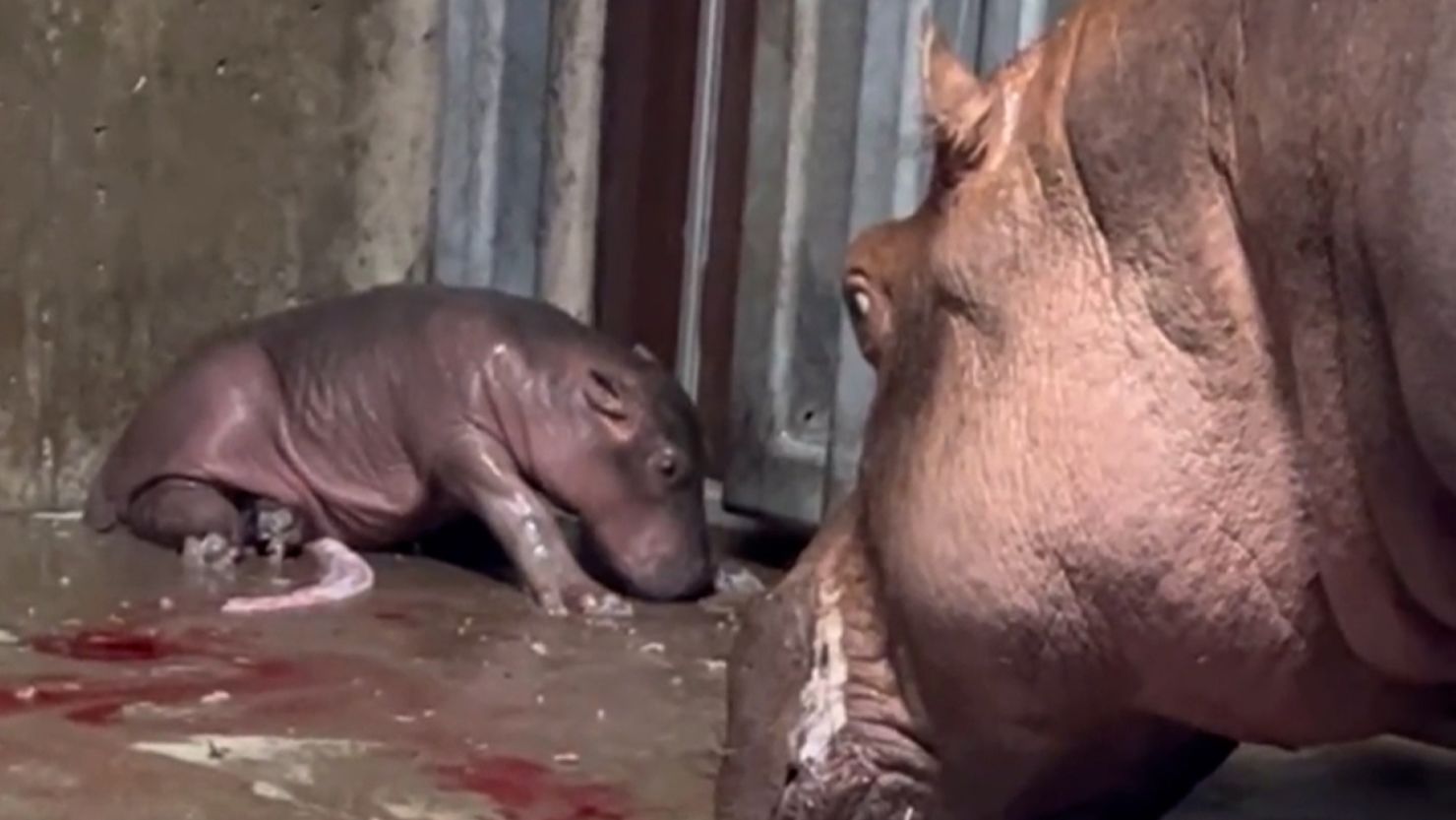 A new baby hippo was born at Cincinnati Zoo.