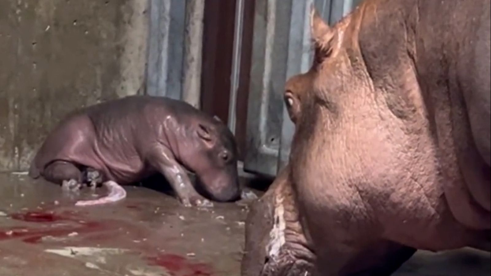 Brand-new baby hippo is 'strong and looking really healthy so far' | CNN Brand-new baby hippo is 'strong and looking really healthy so far' | CNN
