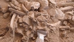 Close up of the bone pile during excavation. This random mix of ribs, broken cranial bones, a molar, bone fragments, and stone cobbles is a refuse pile from the butchered mammoths. It was preserved beneath the adult mammoth's skull and tusks. 