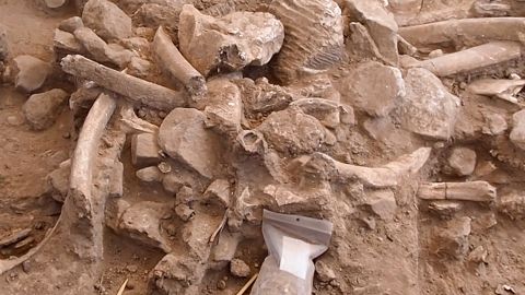 A pile of ribs, broken cranial bones, a molar, bone fragments and stone cobbles were discovered during an excavation of a site where maammoths were butchered.