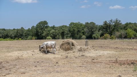 A cow eats hay in a dry pasture during extreme heat outside Paige, Texas, in July.