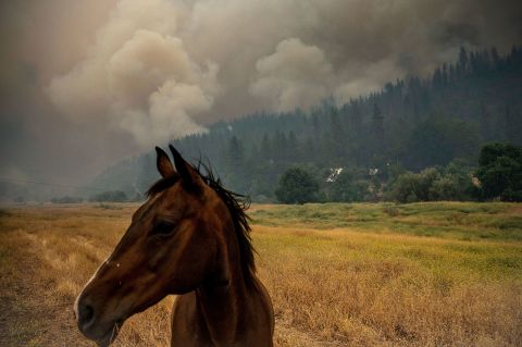 A horse grazes in a pasture in northern California as the <a href="https://www.cnn.com/2022/08/02/us/california-mckinney-fire-tuesday/index.html" target="_blank">McKinney Fire </a>burns in the Klamath National Forest on Saturday, July 30. The McKinney Fire is California's largest wildfire this year.