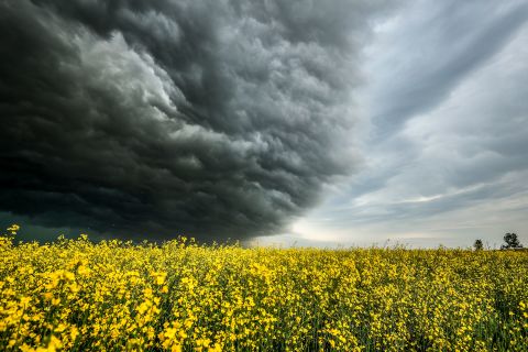 Storm clouds gather over a canola field near Cremona, Alberta, on Friday, July 29.