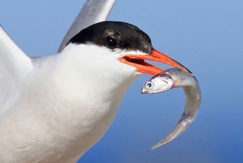 A common tern carries a fish in Lido Beach, New York, on Sunday, July 31.