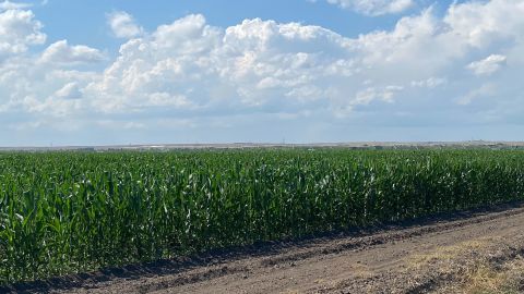 Corn growing in Nebraska near the Colorado border. Irrigation with river water is critical for agriculture in this part of the country, which is naturally dry.