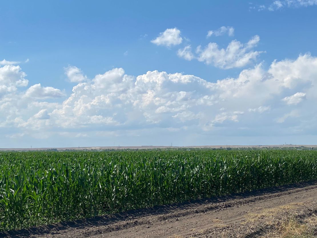 Corn growing in Nebraska near the Colorado border. Irrigation with river water is critical for agriculture in this part of the country, which is naturally dry.