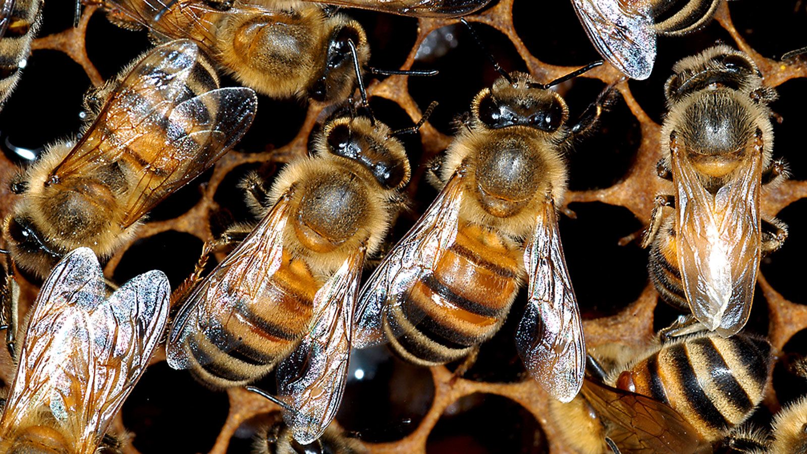 Bees tending a honeycomb.