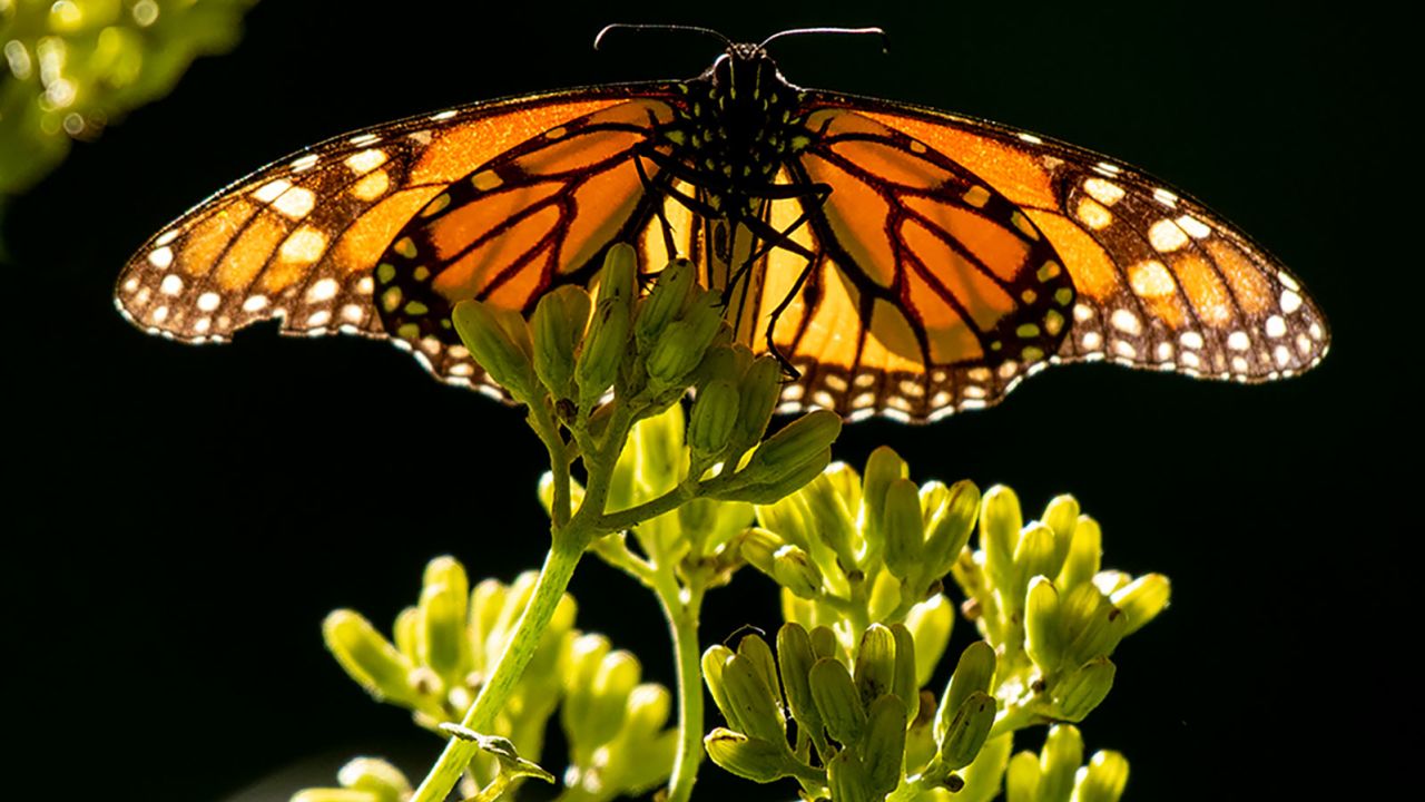 A monarch butterfly.